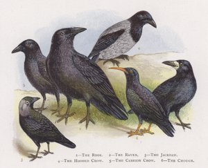 Le Corbeau freux, Le Grand Corbeau, Le Choucas des tours, Le Corbeau mantel, Le Corbeau noir, Le Crave à bec rouge