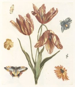 Tulipes, autres fleurs, papillons et une mouche