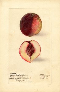 Nectarine de pêche sportive (Prunus persica) (aquarelle)