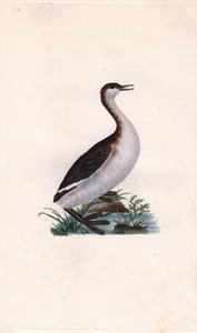 Grèbe castagneux. Tachybaptus ruficollis (Podiceps nigricans). Gravure sur cuivre publiée dans Histoire naturelle des oiseaux britanniques, Londres