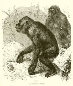 Une famille de gorilles