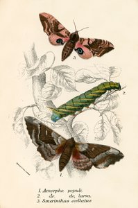 Papillons