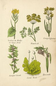 Alliaire, Ciguë, Cyperus long, Genévrier, Hépatique, Jacinthe