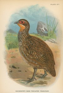 Francolin à gorge nue de Reichenow