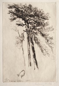 Le dernier arbre