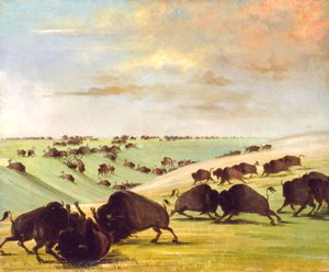 Taureaux de buffle se battant en saison de course, Haut Missouri, 1837-1839