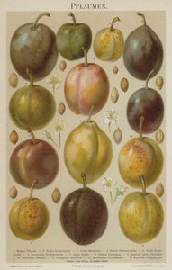Prunes