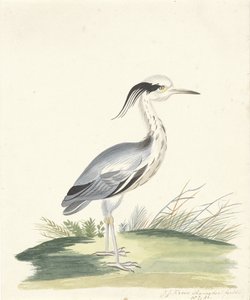 Héron bleu