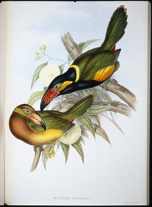 Toucan de Reinwardt