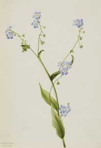 Myosotis des champs Lappula diffusa, 1903