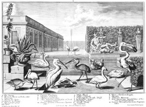Oiseaux aquatiques - Salomon Kleiner