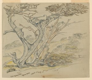 Étude de vieux cyprès, Cypress Point