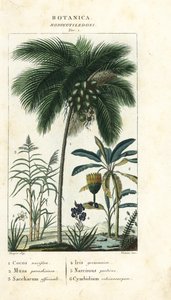 Noix de coco, banane, canne à sucre, etc.