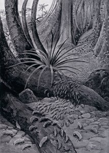 La Coushie ou Fourmi Coupeuse de Feuilles (lithographie)