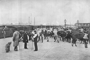 Débarquement de bétail, dépôt LNWR, York Road, Londres, vers 1903