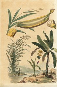 Bambou géant épineux, Bambusa bambos (Bambos arundinacea) et bananier avec fruit et coupe transversale, Musa paradisiaca