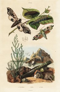 Sphinx, coquille de rasoir et soude maritime