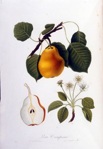 Planche botanique représentant la pera campana. 1820 - 1822